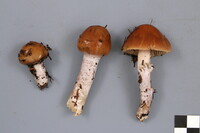 Cortinarius stillatitius image